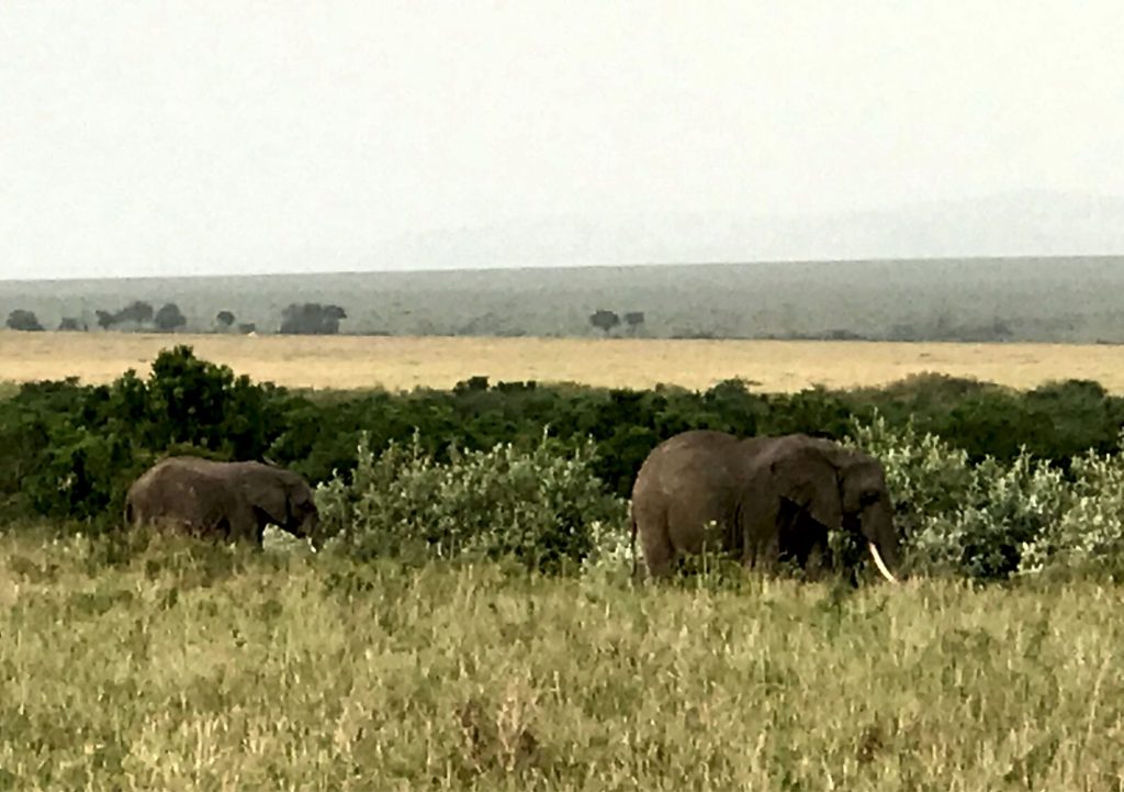 7 days masai mara - elephants grazing