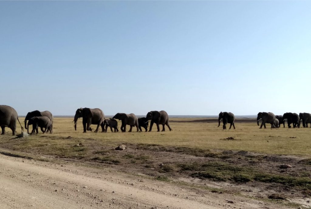 Amboseli National Park with simply green worldwide