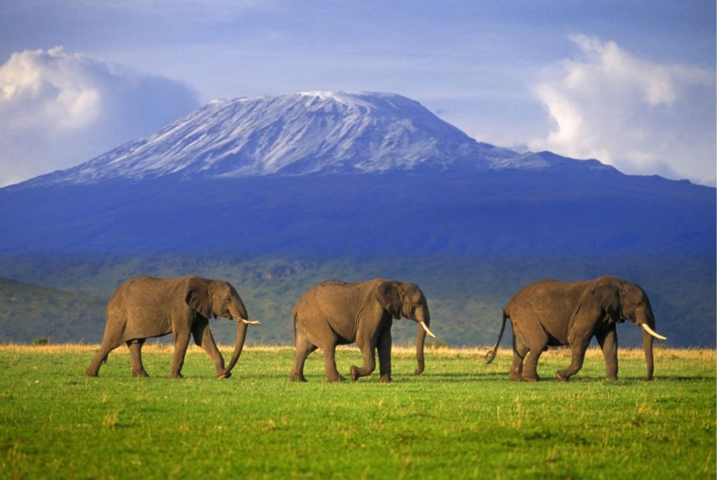 Amboseli National Park - With Simply Green Worldwide - Elephants infront of Amboseli Mountains