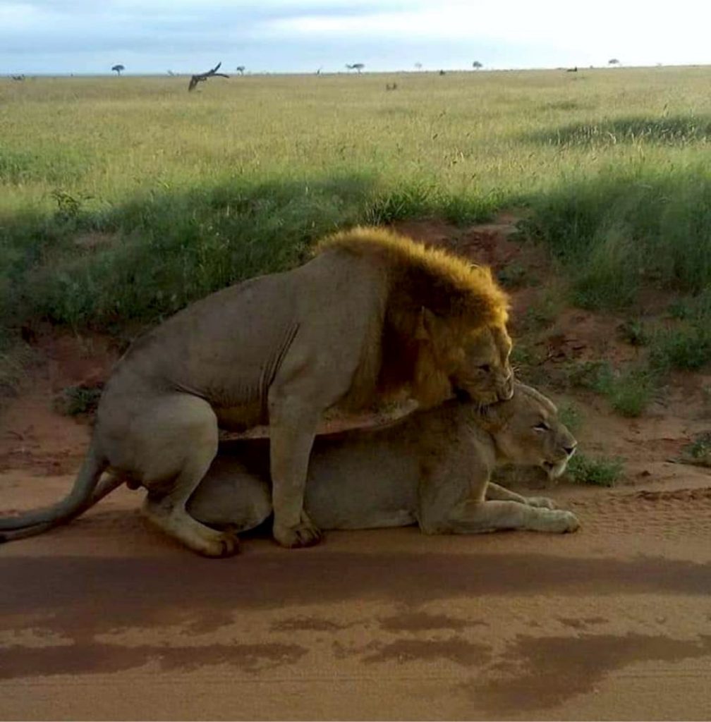 Lions at Amboseli Naitonal Park