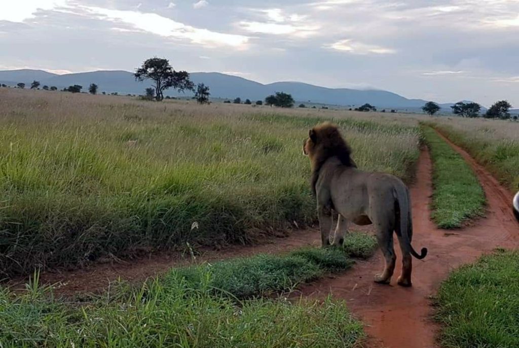 Lion at Olpejeta - simply green worldwide.