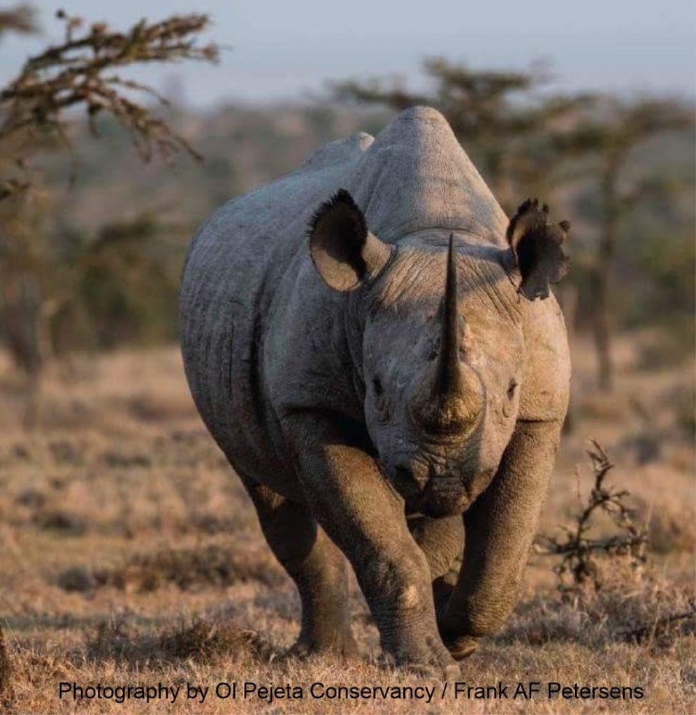 white rhino at Olpejeta