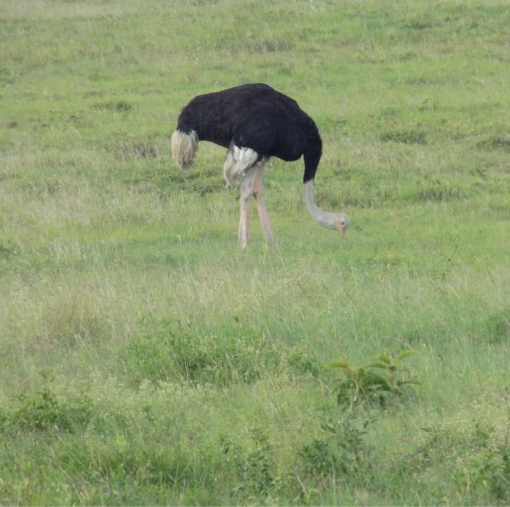 ostrish at Nakuru National Park