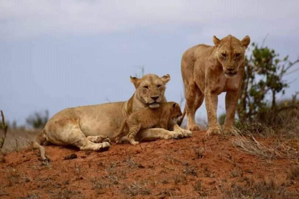 Long Tour Experience through Lift Valley Kenya from Nairobi - Simply Green Worldwide