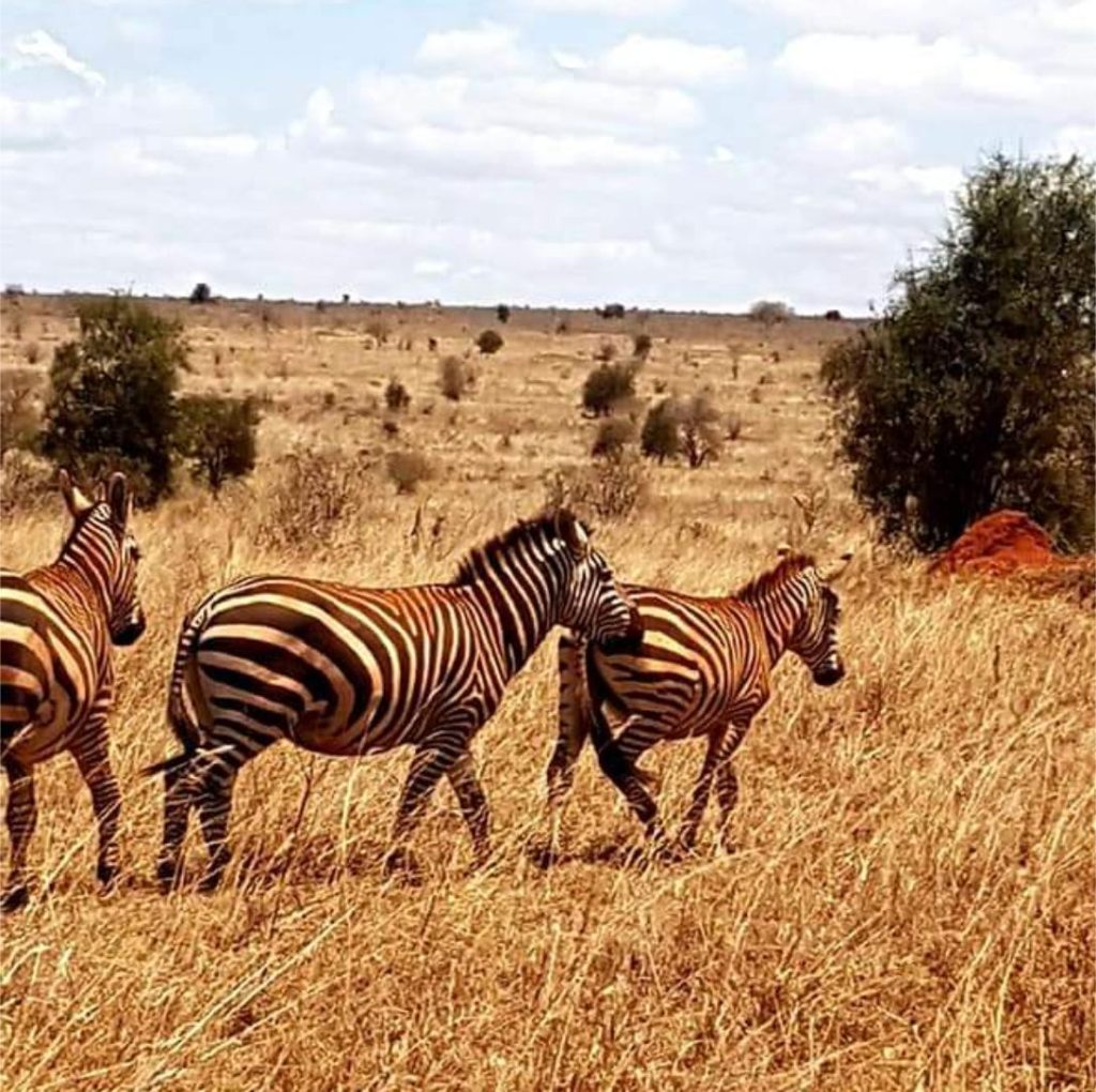 Long Tour Safari - with Simply Green Worldwide - Zebras