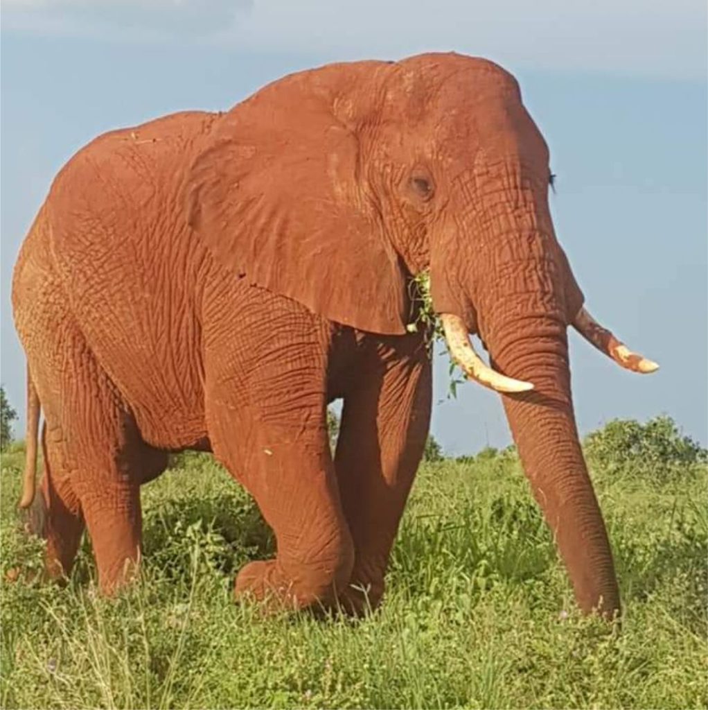 An Elephant at Amboseli National Park - Simply Green Worldwide