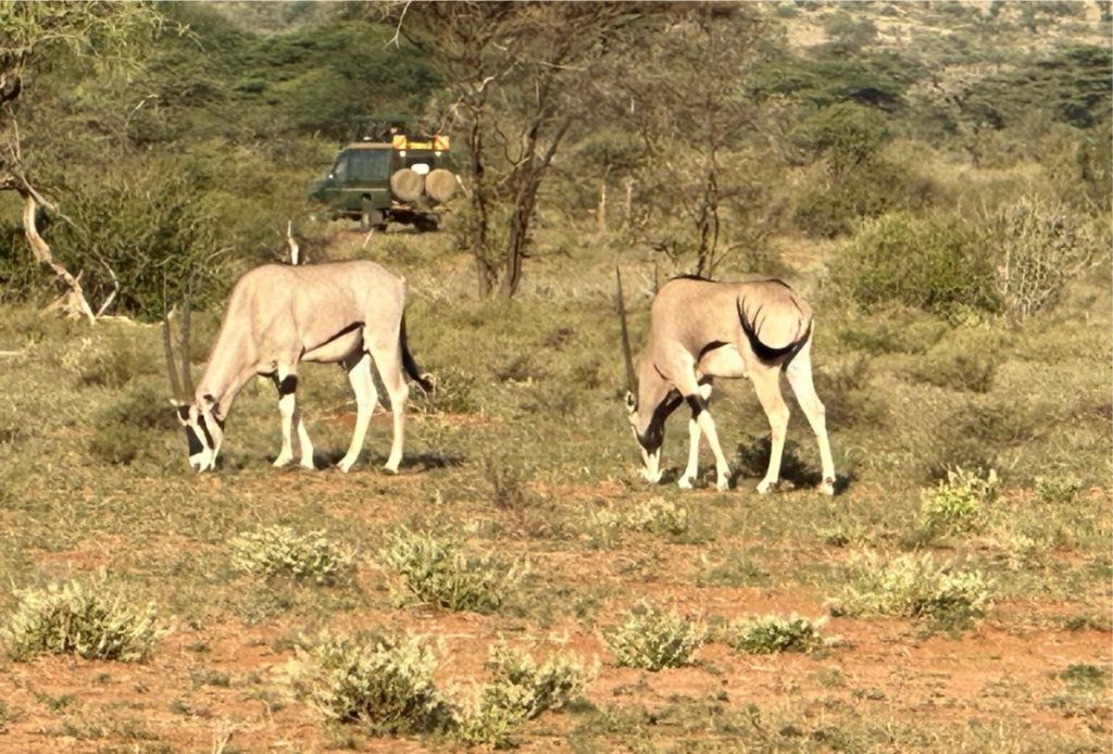 Masai Mara National Park - antelopes- Simply Green Worldwide