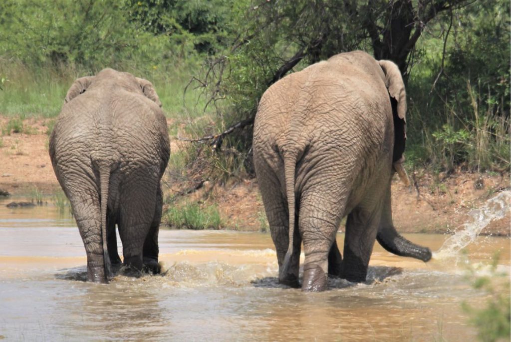 Simply Green Worldwide - Elephants at Amboseli National Park