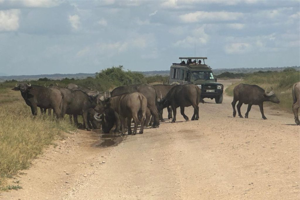 Buffaloes in Tsavo - Simply Green Worldwide