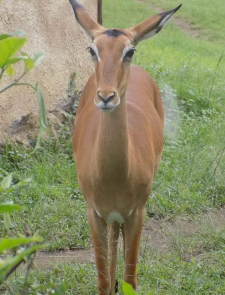 Gazelle at Masai Mara National Park - Simply Green Worldwide