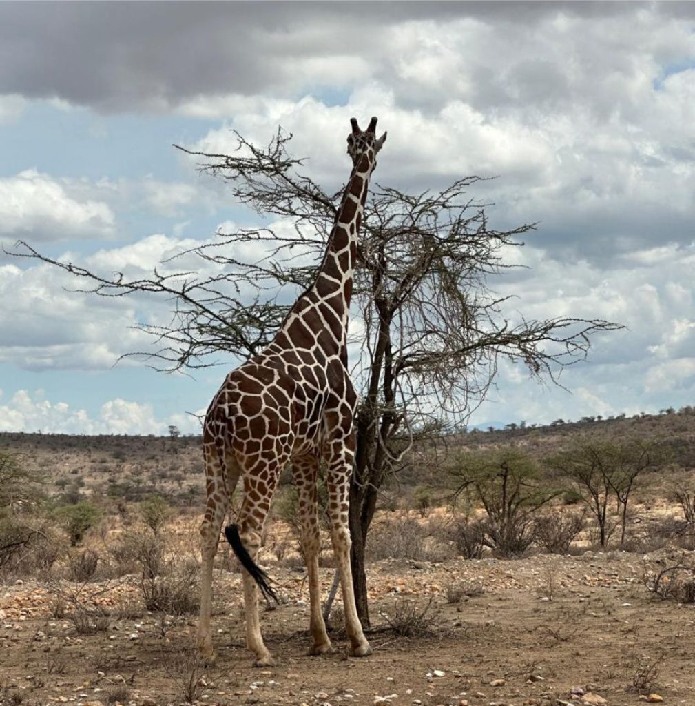 Giraffe at Tsavo with Simply Green Worldwide