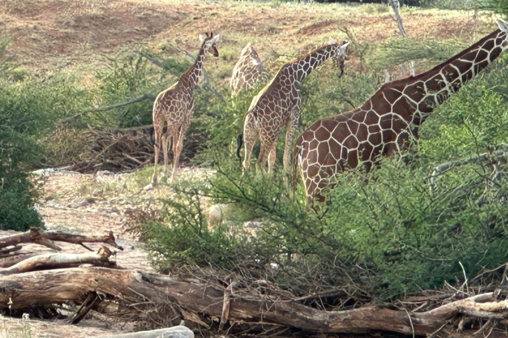 Giraffe at Tsavo National Park with Simply Green Worldwide