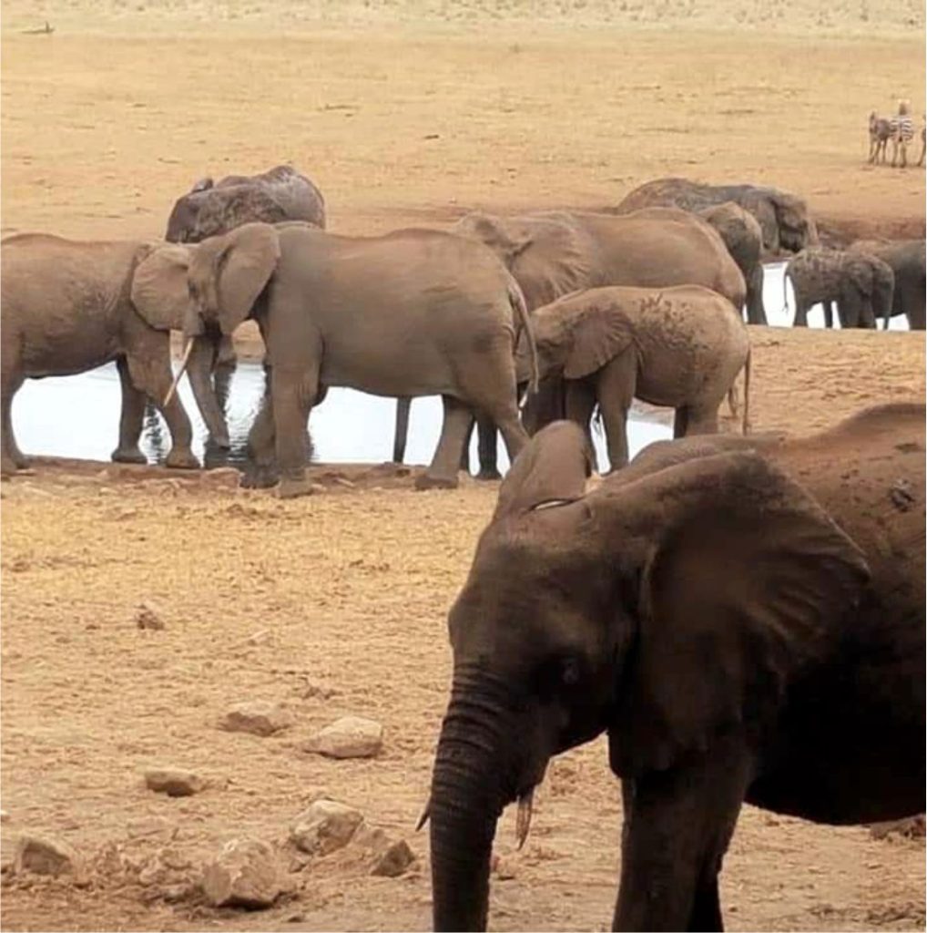 Herds of Elephants at Amboseli National Park by Simply Green Worldwide