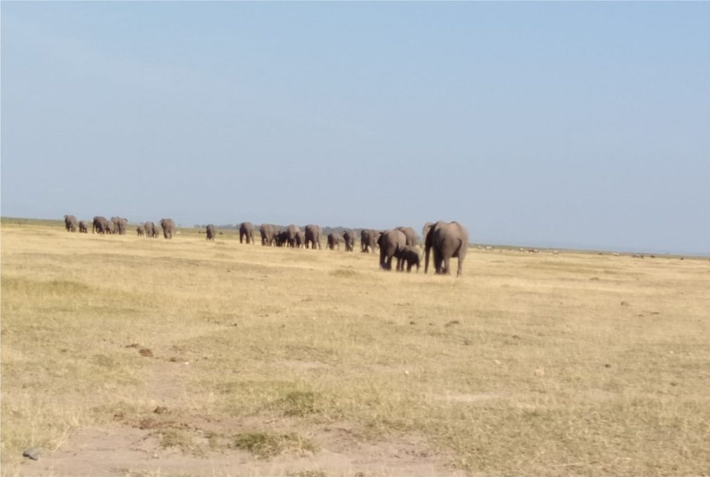 Herds of Elephants at Amboseli National Park - with Simply Green Worldwide