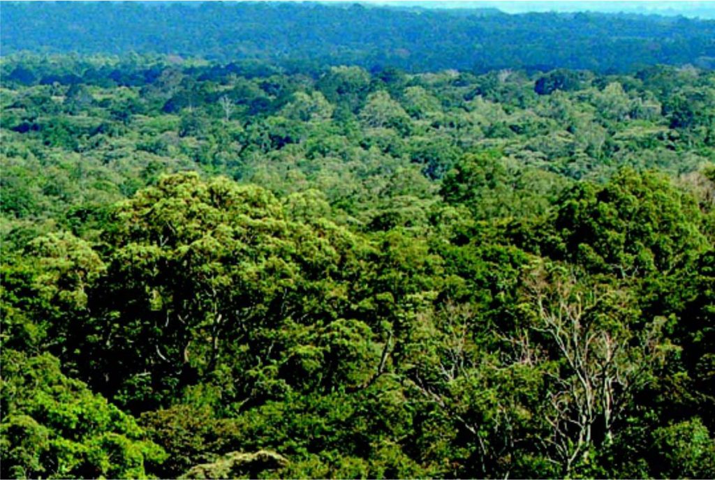 Kakamega Forest - Simply Green Worldwide