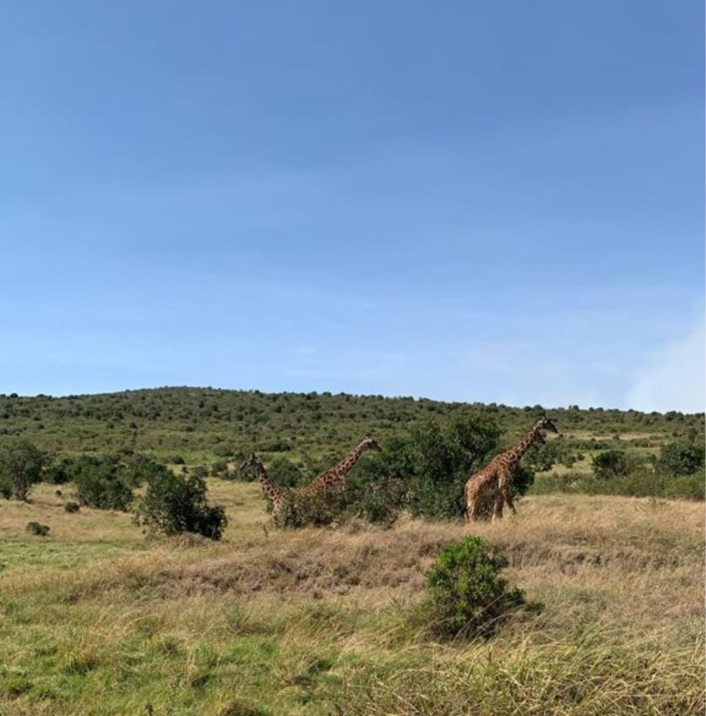 Masai Mara Safari - Giraffes enjoying feeding - Simply Green Worldwide