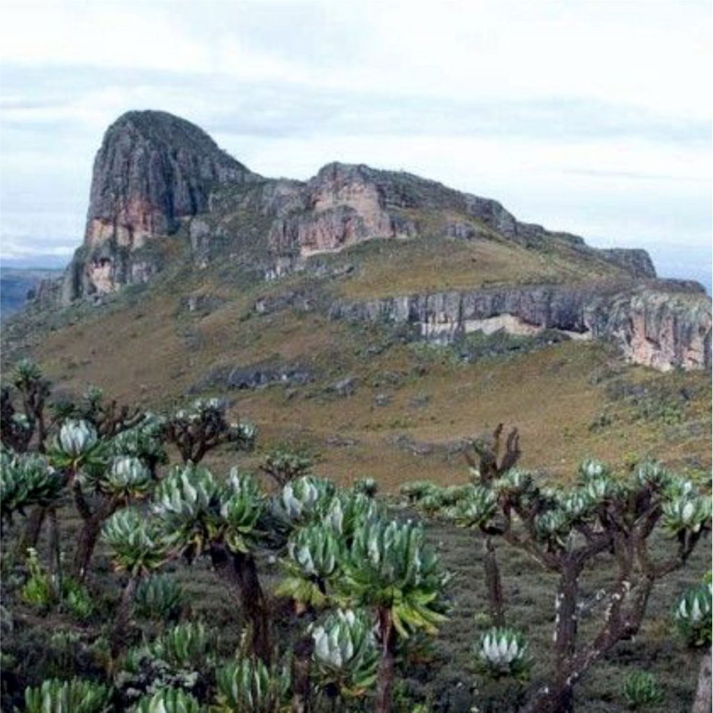 Mt. Elgon - Simply Green Worldwide