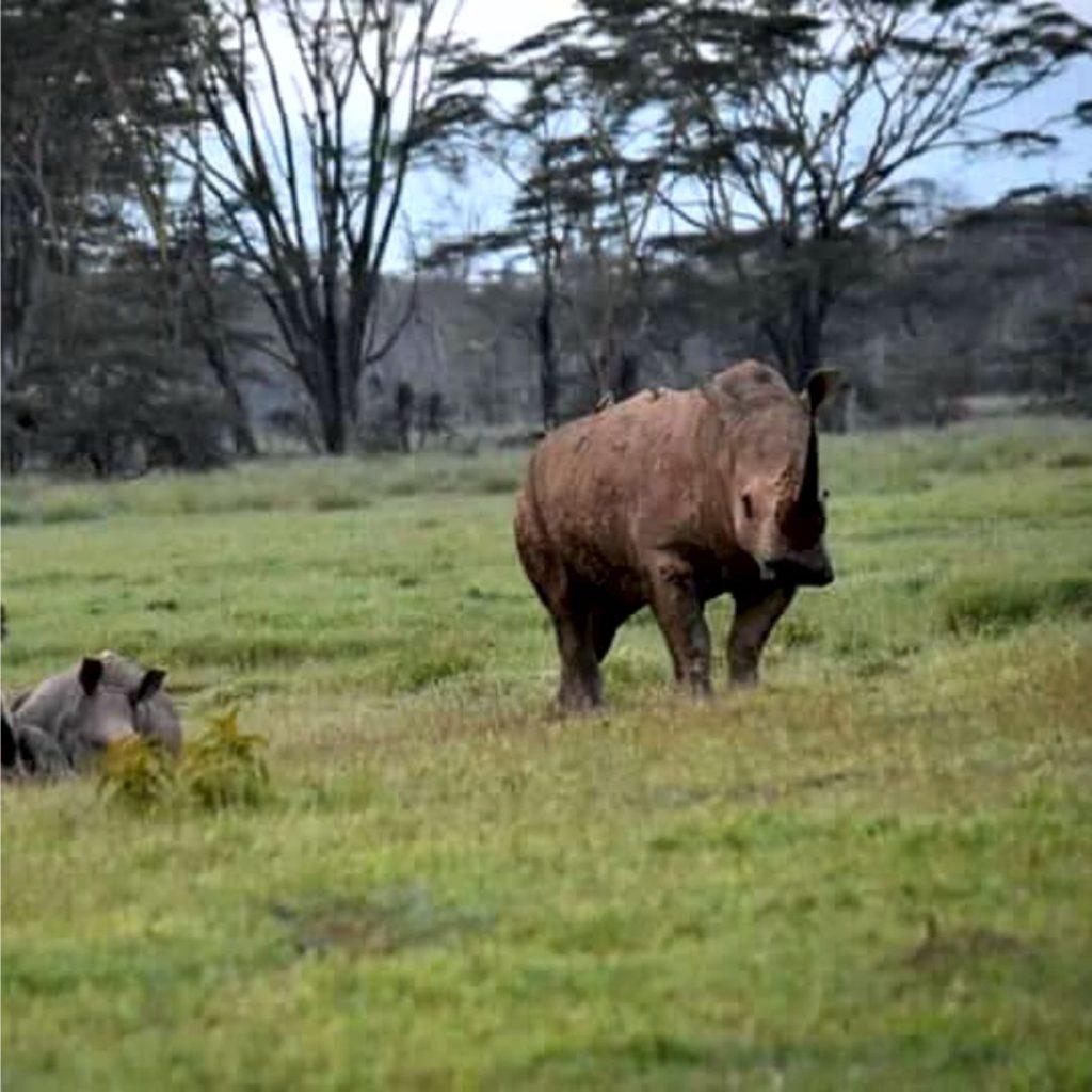 Ol Pejeta Simply Green Worldwide