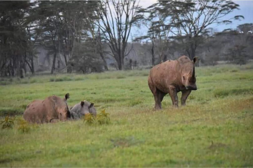 Ol Pejeta - Simply Green Worldwide