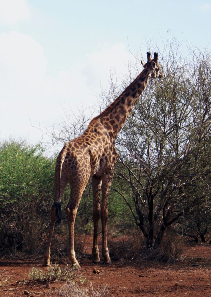 Giraffe at Amboseli National Park - Simply Green Worldwide